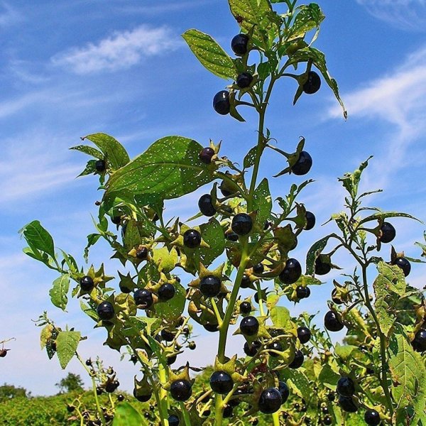 Красавка белладонна цветок