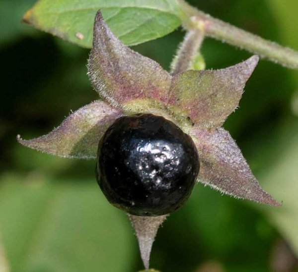 Белладонна красавка обыкновенная