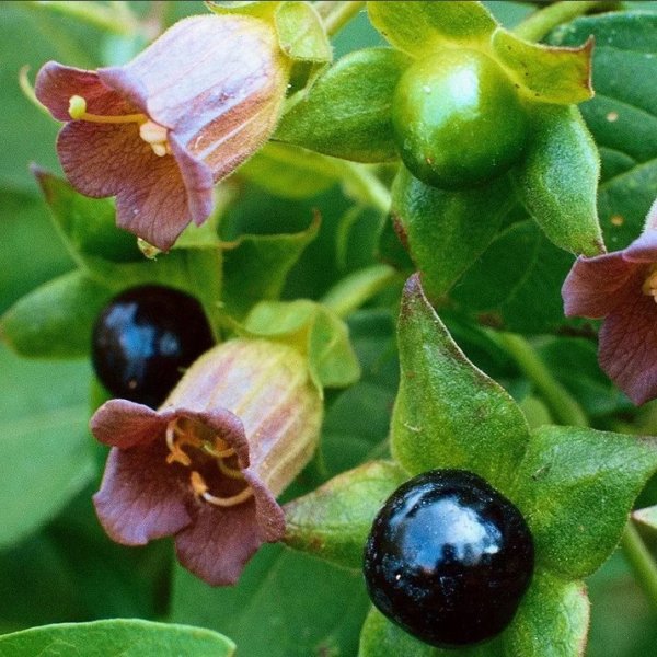 Цветы амариллис белладонна