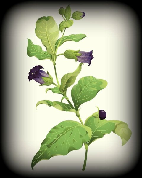 Белладонна (красавка, Atropa)