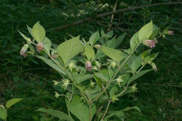 Белладонна обыкновенная