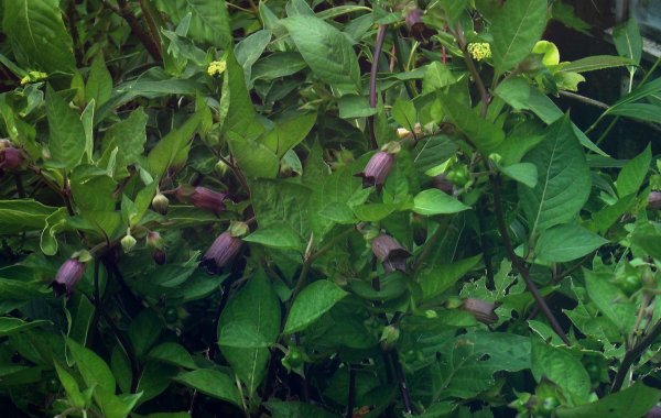 Красавка белладонна Atropa Belladonna