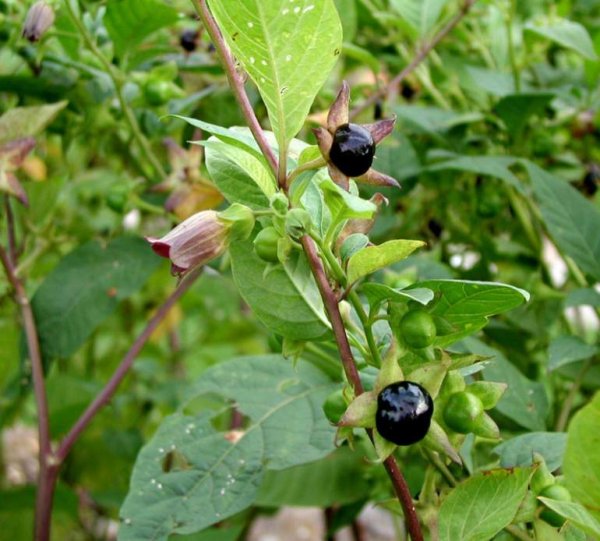 Красавка белладонна растение