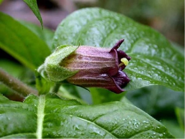 Красавка Кавказская