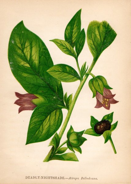 Белладонна цветок