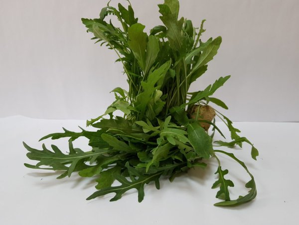 Трава рукола