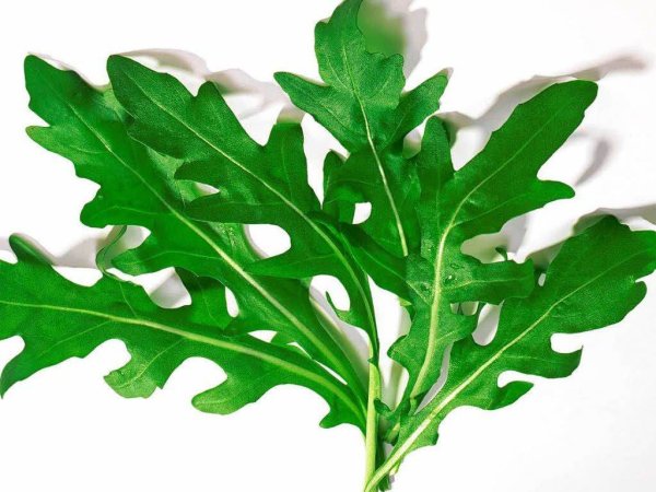 Трава рукола