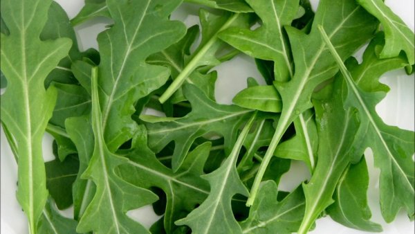 Индау рукола