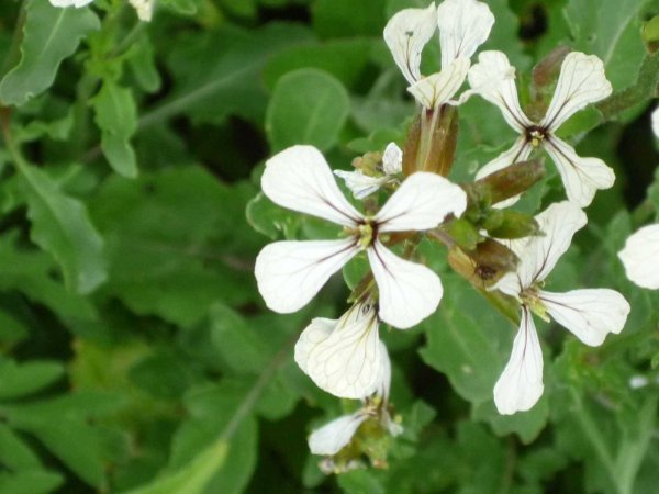 Руккола цветет