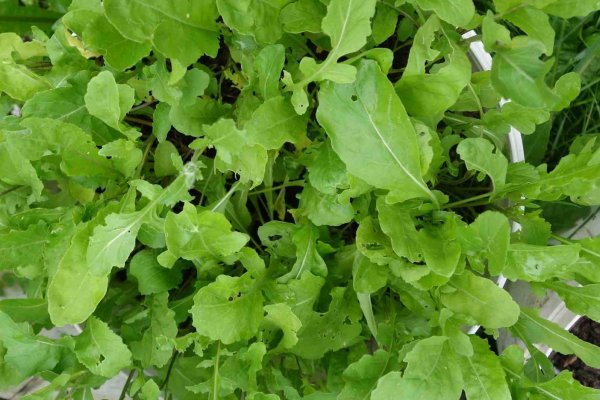 Eruca Sativa руккола