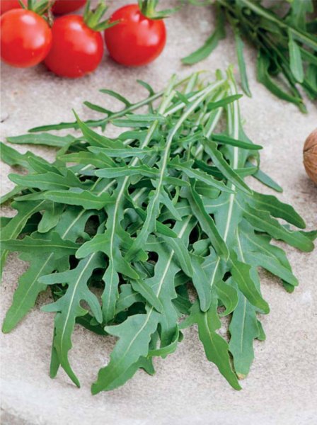 Руккола индау куст