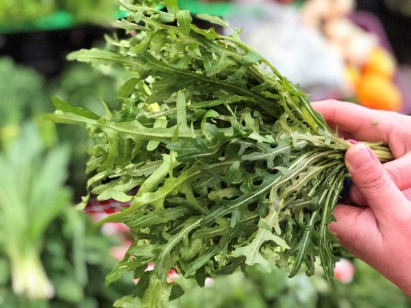 Рукола растение