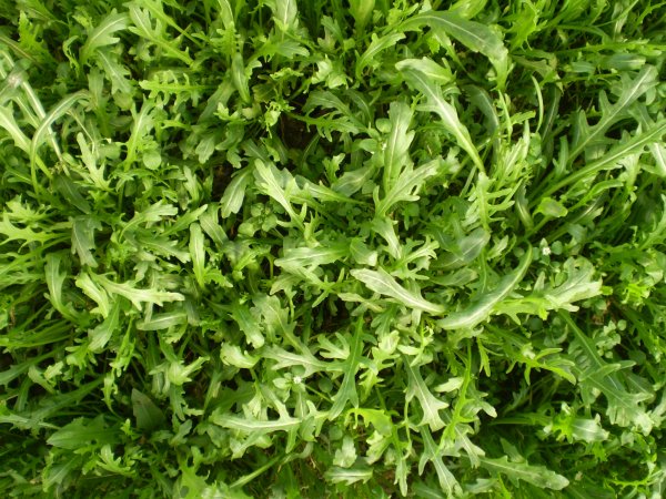 Руккола мангольд Мизуна