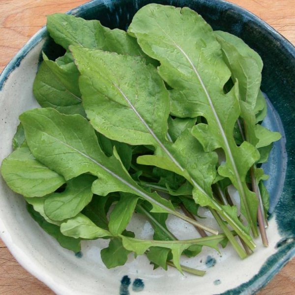 Рукола культурная индау