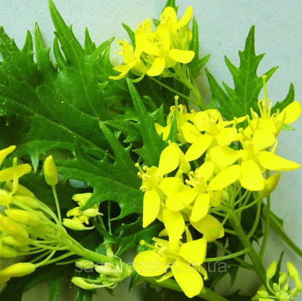 Рукола Дикая цветок