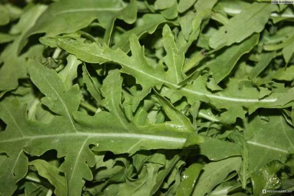 Индау (руккола) Барокко