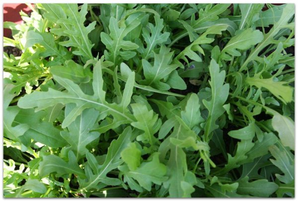 Гусеничник посевной руккола