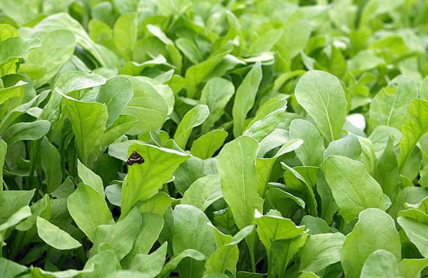 Индау рукола