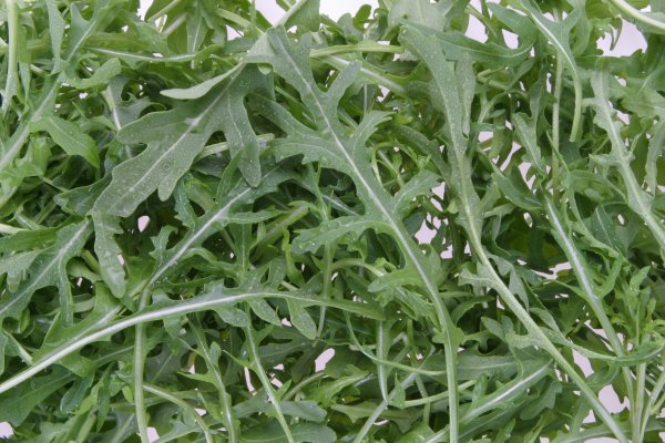 Рукола двурядник рокет