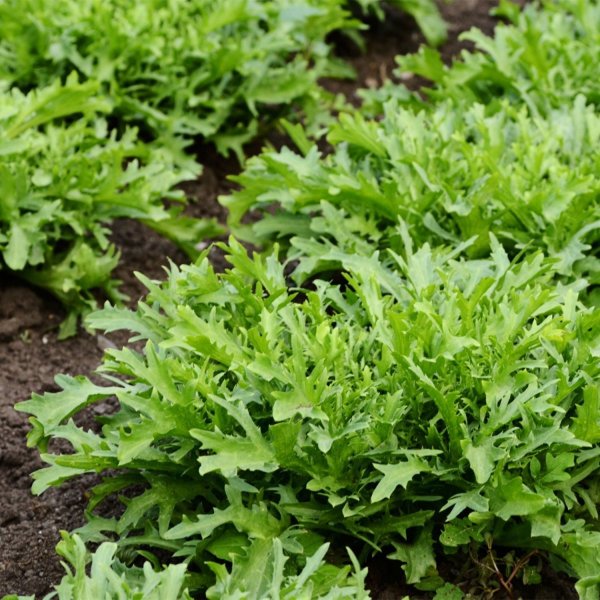 Зелень руккола