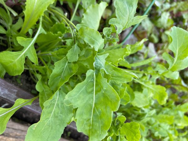 Руккола индау