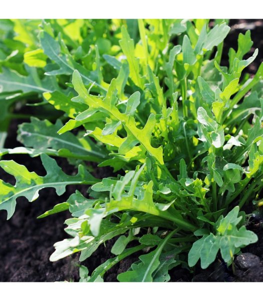 Рукола Дикая двурядник тонколистный