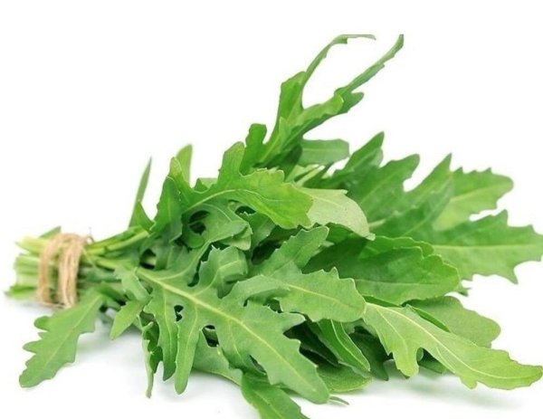 Руккола растение