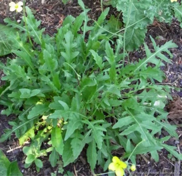 Гусеничник посевной