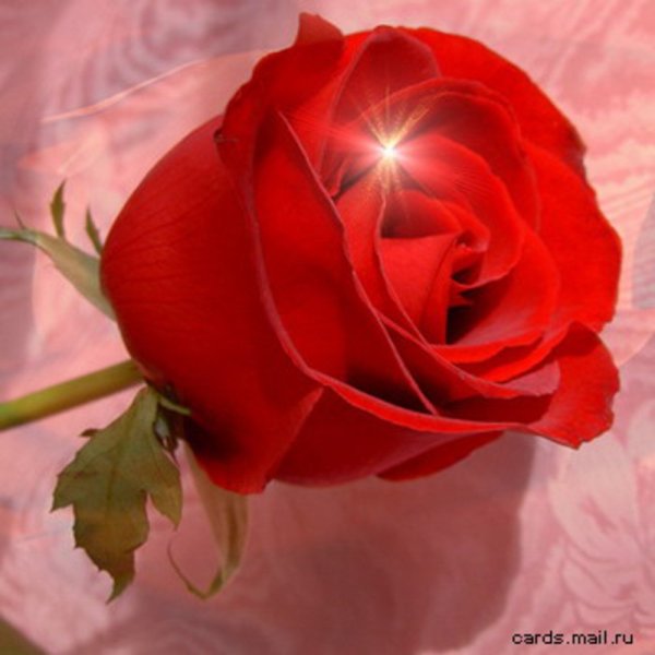 Розы для Настеньки