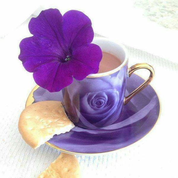 Фиолетовое утро