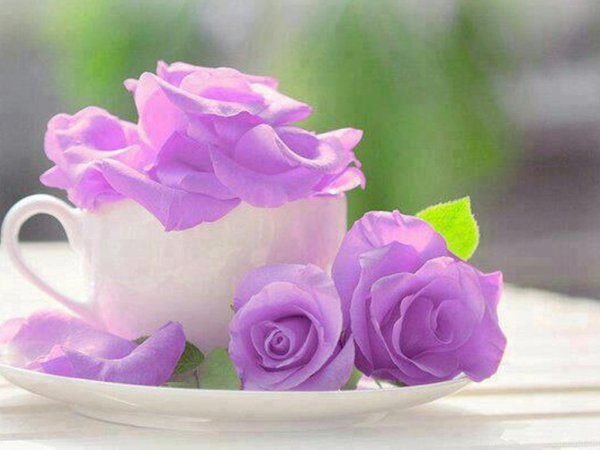 Доброе сиреневое утро