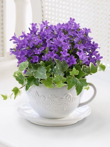 Гиацинт Кампанула