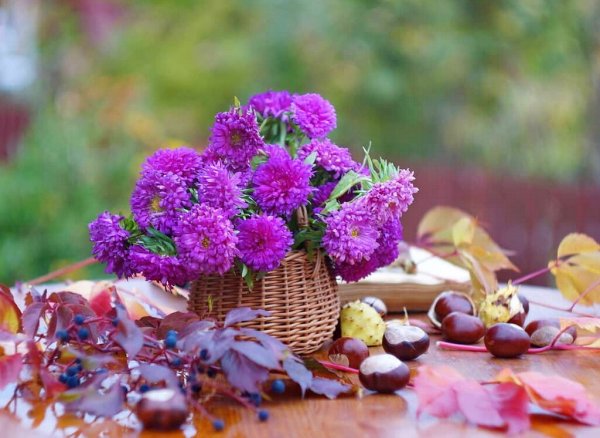 Астра осенняя