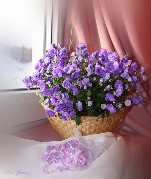 Кампанула Лаванда