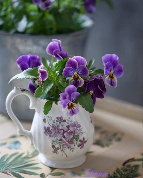 Доброе утро Анютины глазки