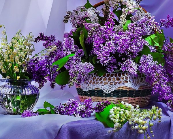 Сиреневые цветы