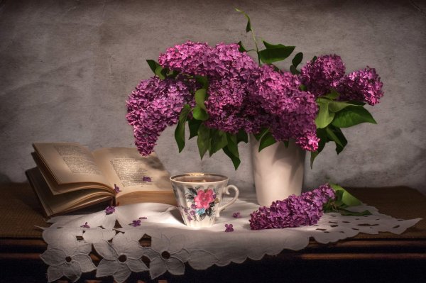 Цветы тюльпаны фиолетовые