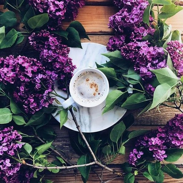 Утренняя сирень