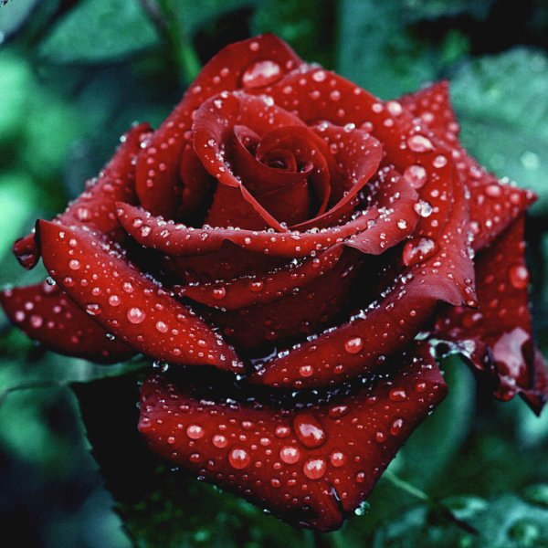 Завораживающие розы