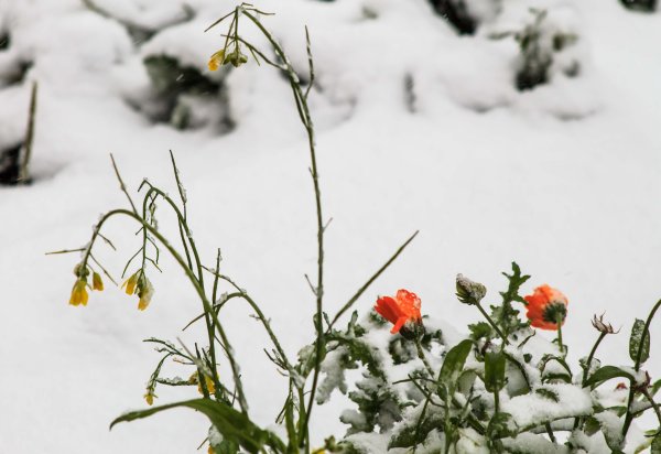 Цветы запоздалые картинки