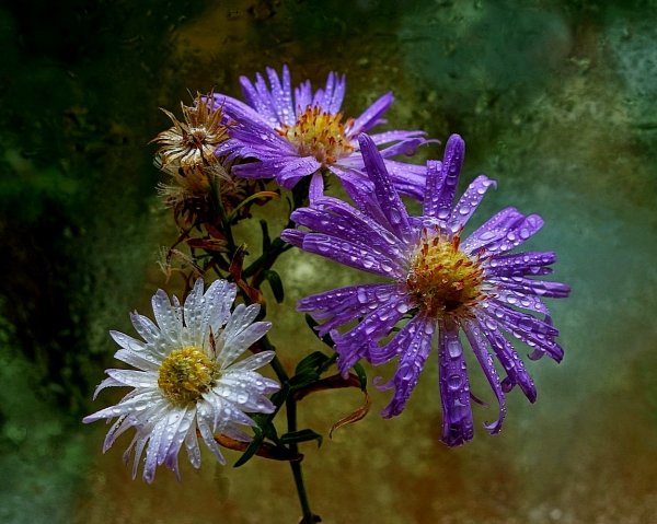 Лесные цветы осенью