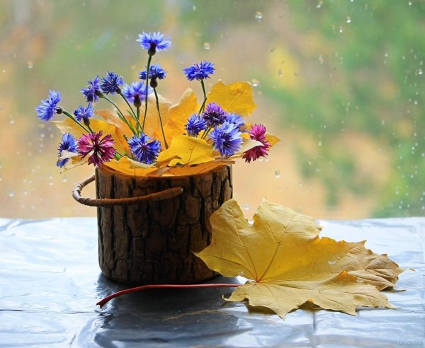Осенние цветы на пеньке
