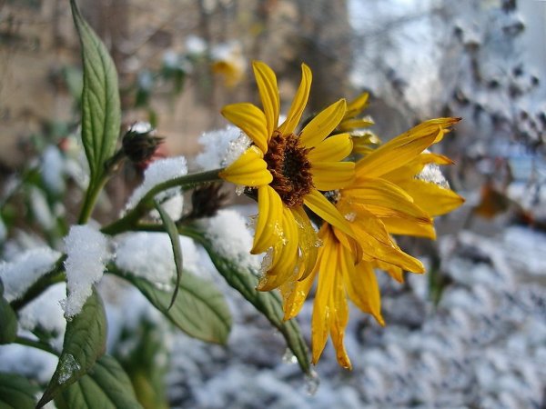Цветы запоздалые фото