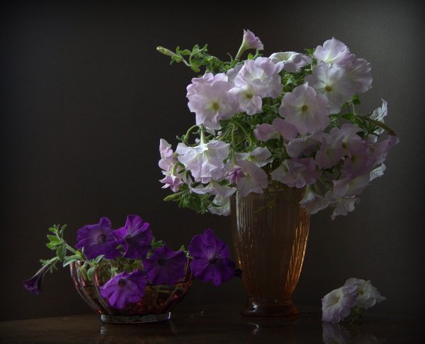 Цветы запоздалые картинки