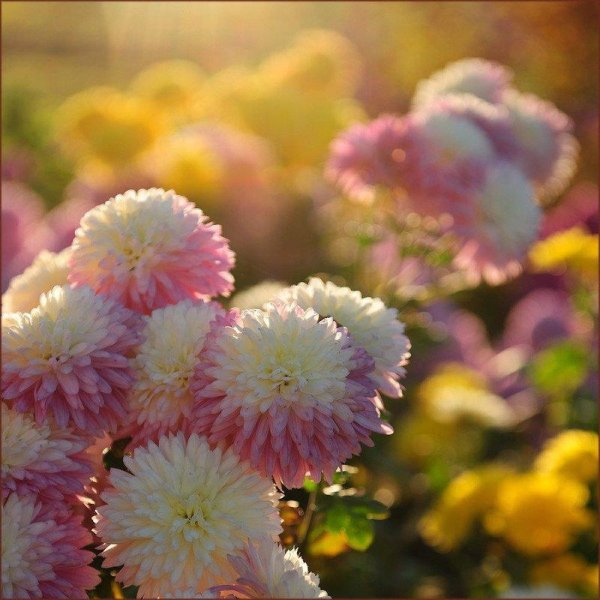 Нежные хризантемы