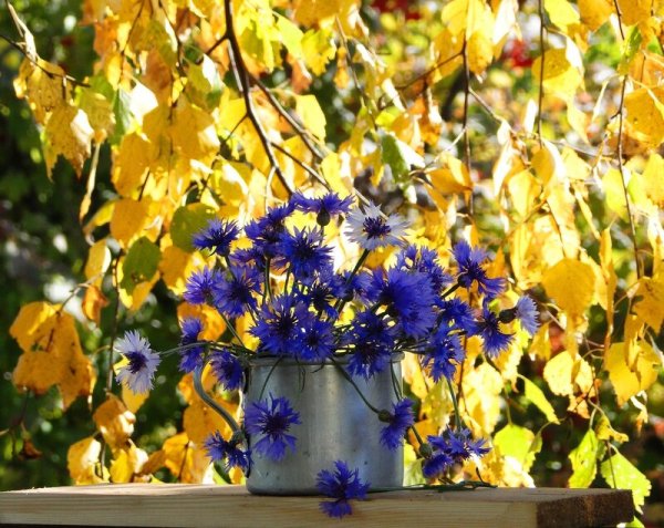 Цветы поздней осени