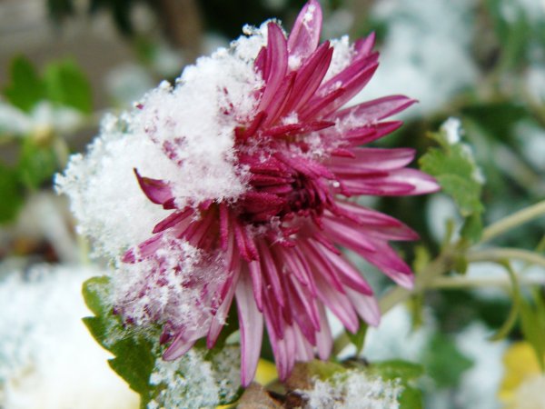 Хризантемы замерзшие