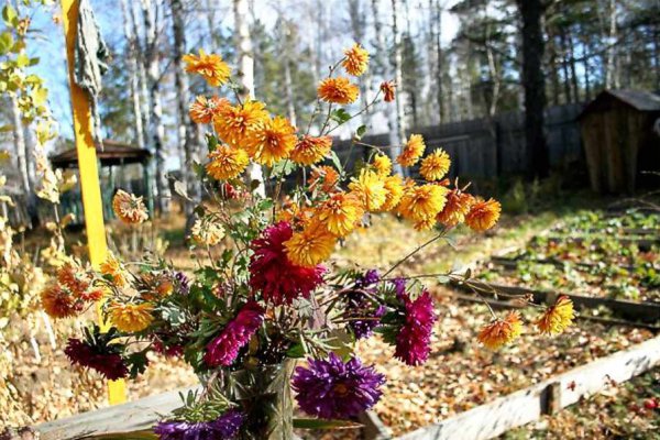 Осенние цветы на даче