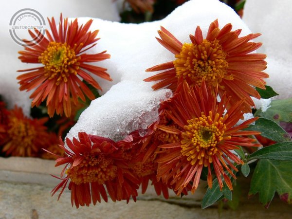Хризантема Chrysanthemum first Snow