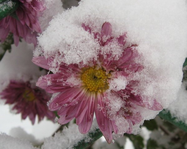 Осенне-зимние цветы